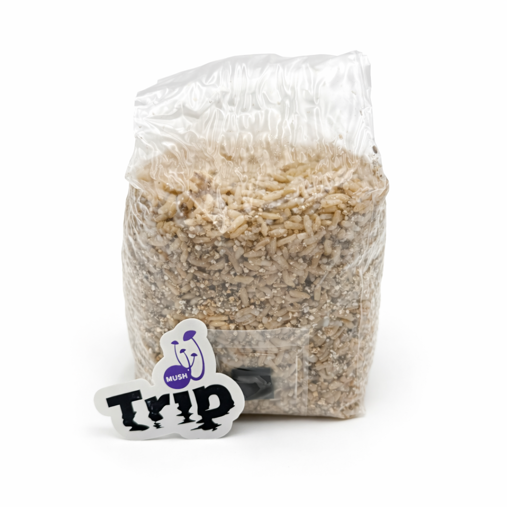 Grano esterilizado 1 litro