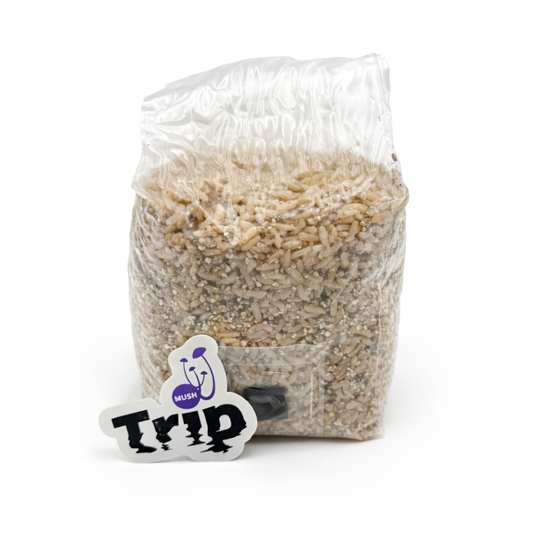 Pack Cultivo de Hongos: Grano Esterilizado + Esporas