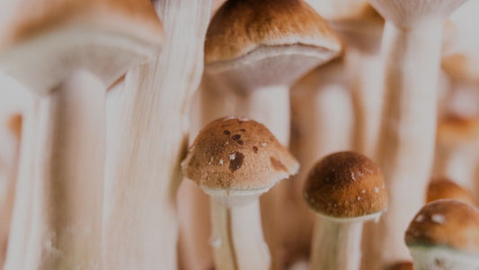 Guía completa de cultivo en PDF