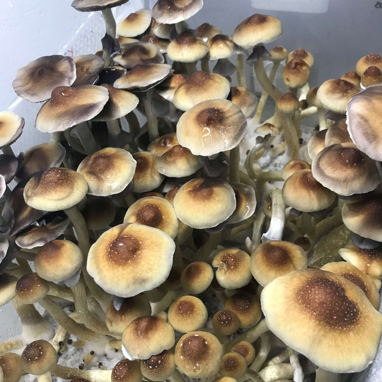 Kits de cultivo de hongos