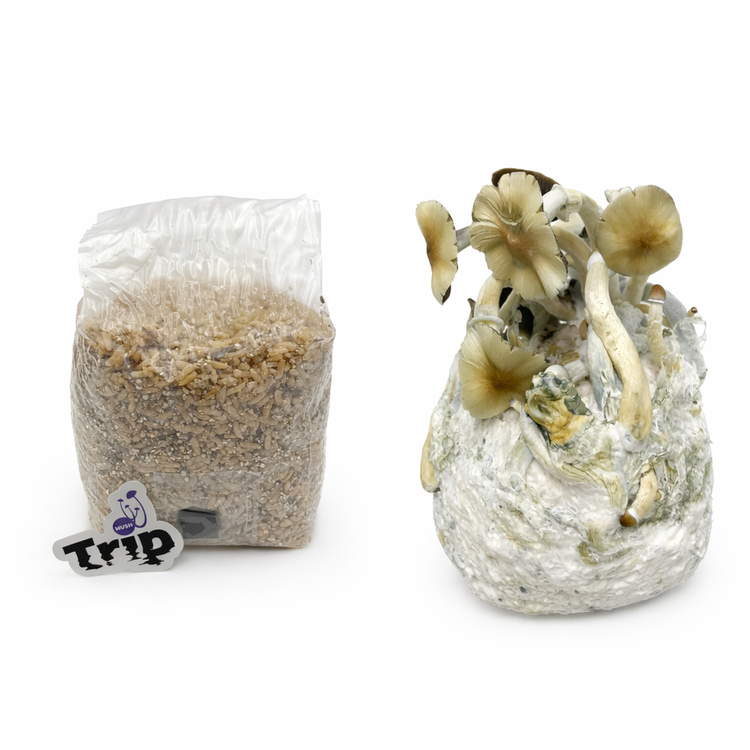 Kits de cultivo de hongos Mushtrip - Los más vendidos