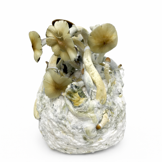 Pack de cultivo Starter