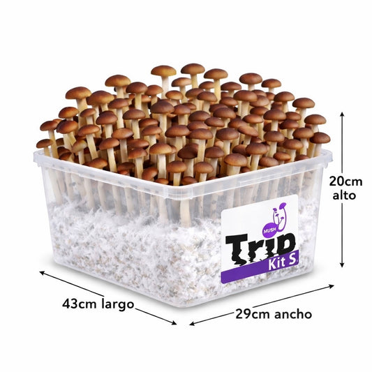 Kit de cultivo S - Hasta 500g de producción