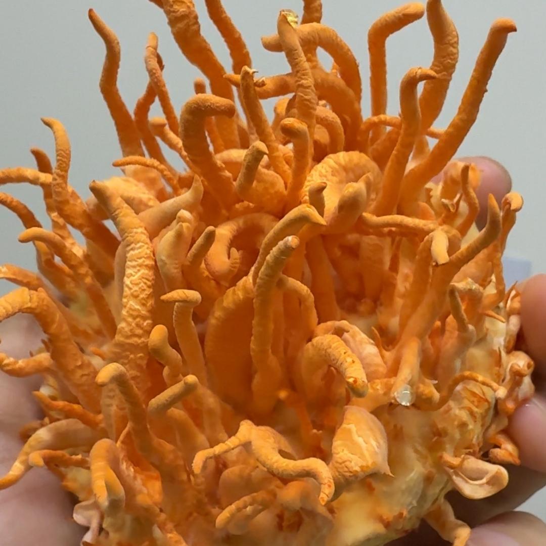 Cordyceps Militaris Deshidratado 50g