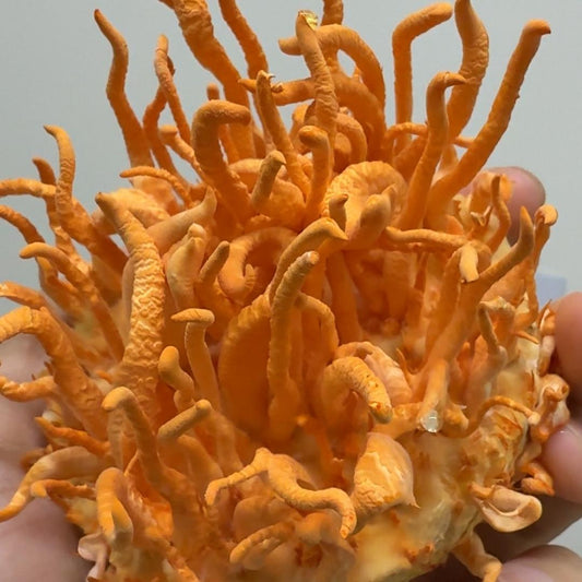 Cordyceps Militaris Deshidratado 50g