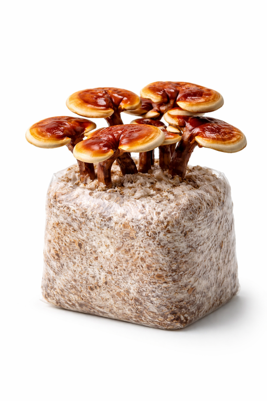 Ganoderma Lucidum (Reishi) 10ml