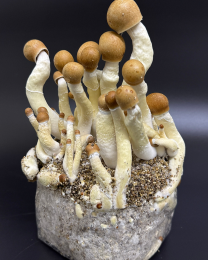 Kit de Cultivo de Hongos | ShroomBag