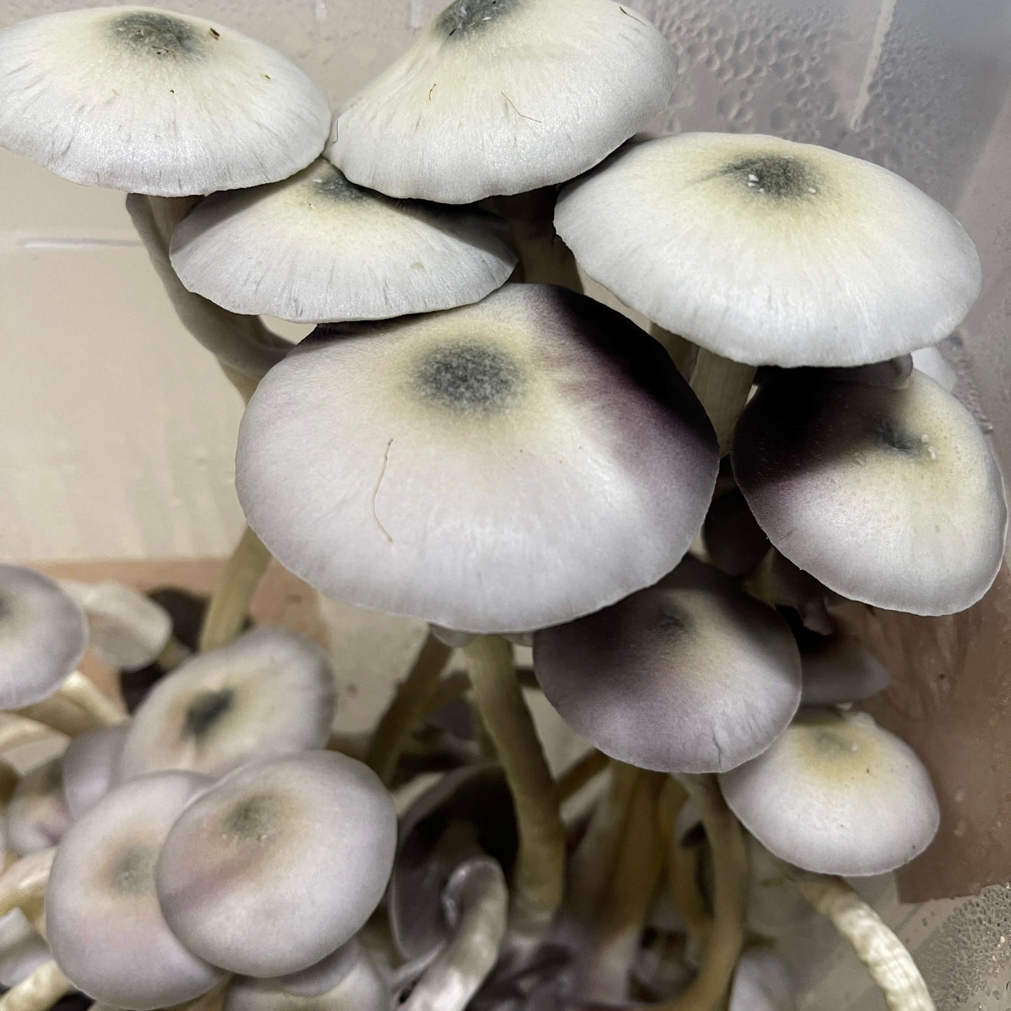 Pack de reposición S