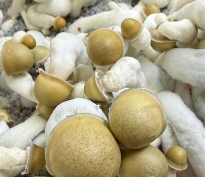 Pack de reposición S