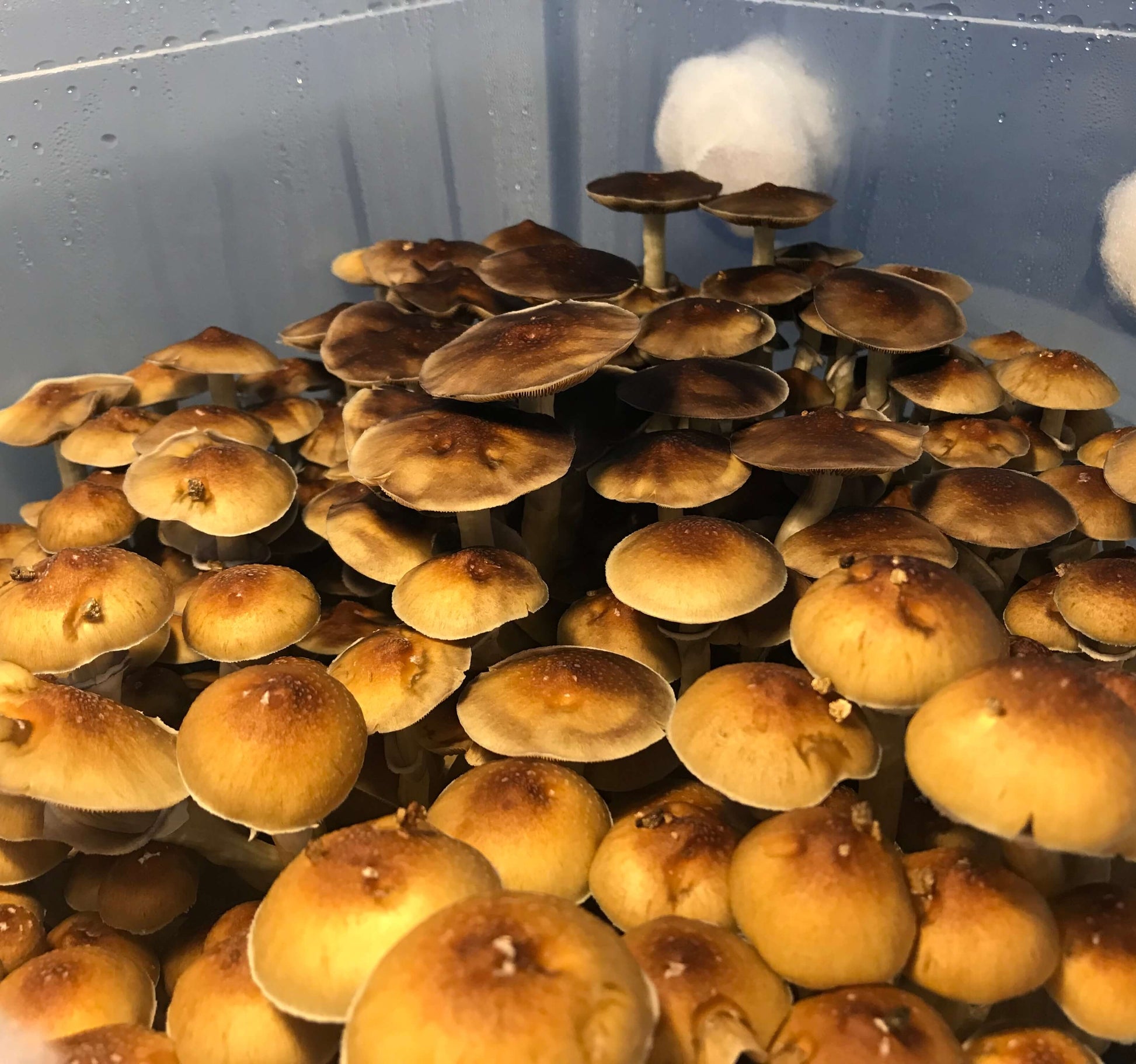 Cosecha abundante de hongos McKennaii en monotub con filtro sintético - Mushtrip Chile