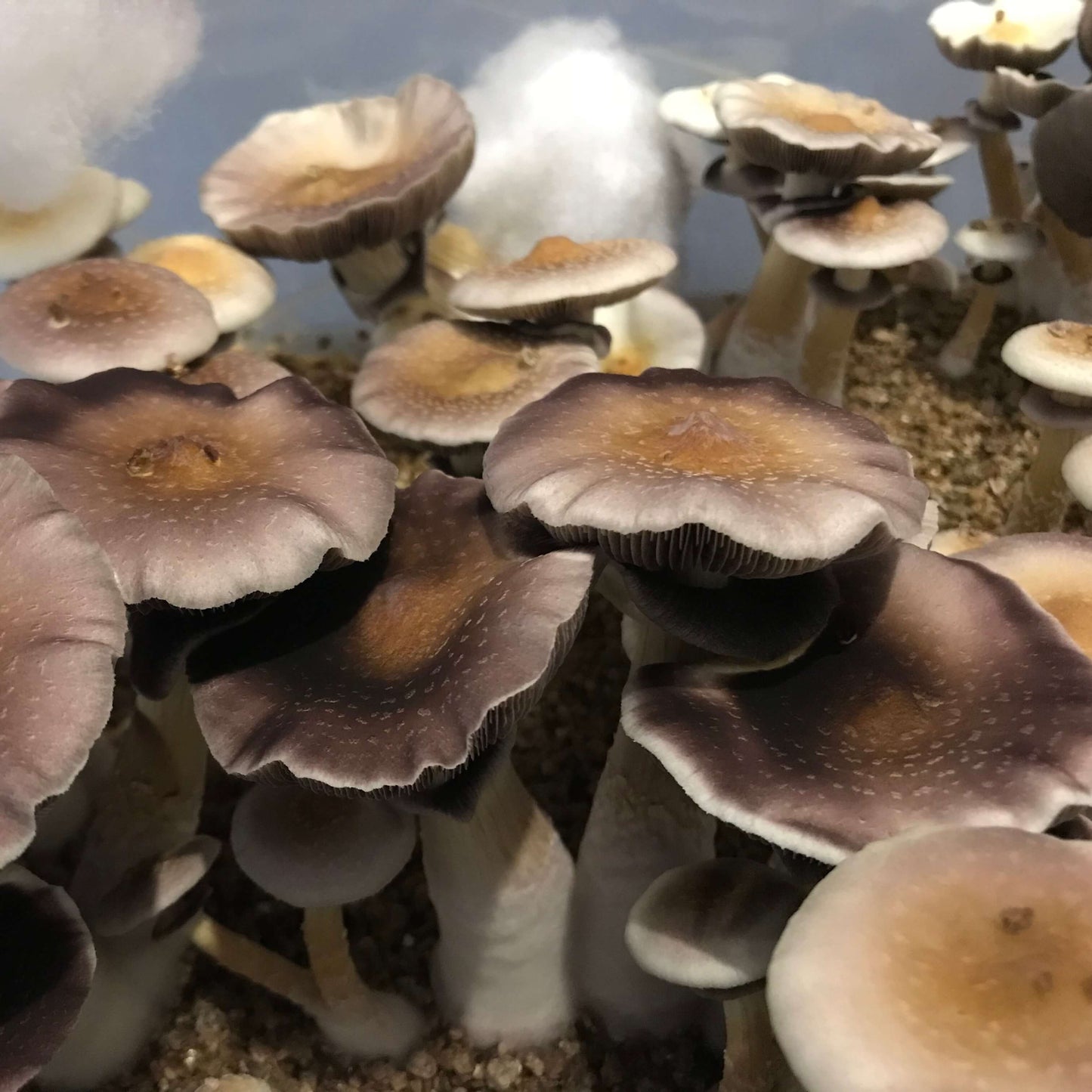 Cosecha de hongos Moby Dick en monotub con algodón sintético - Mushtrip Chile