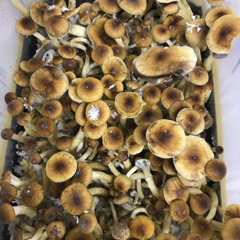 Pack de reposición S