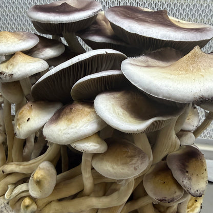 Pack de reposición S