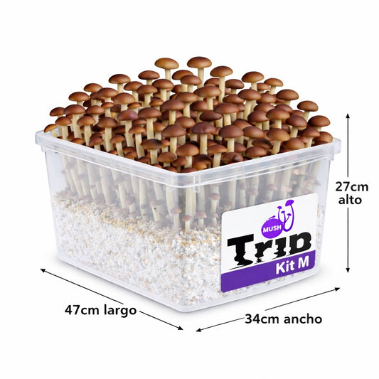 Kit de cultivo M - Hasta 1kg de producción